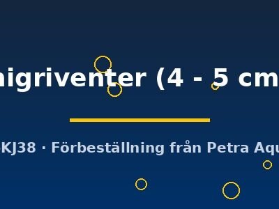 nigriventer (4 - 5 cm)