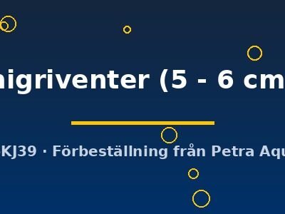 nigriventer (5 - 6 cm)