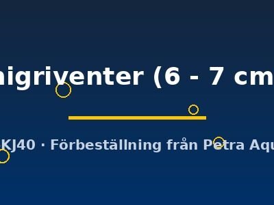 nigriventer (6 - 7 cm)