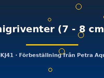 nigriventer (7 - 8 cm)