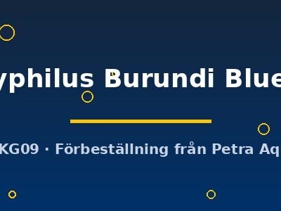 Xenotilapia bathyphilus Burundi Blue XL
