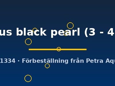 Altolamprologus calvus black pearl 3–4 cm