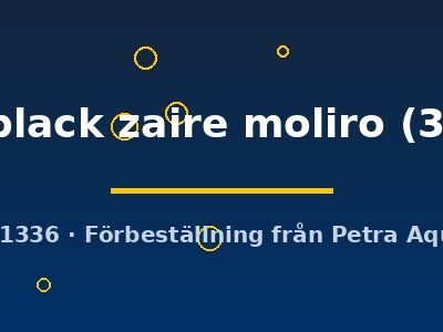 Altolamprologus calvus black zaire moliro 3–4 cm