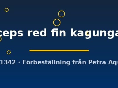 Altolamprologus compressiceps red fin kagunga 3–4 cm