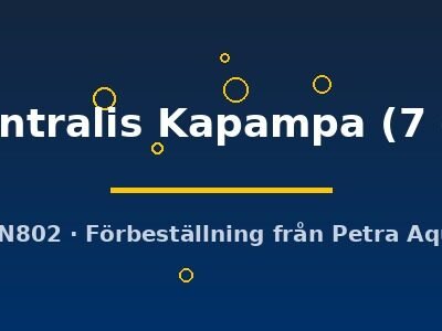 longiventralis Kapampa (7 -10 cm)