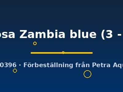 Cyphotilapia frontosa Zambia blue 3–4 cm