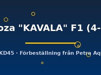 Cyphotilapia frontoza "KAVALA" F1 4–5 cm