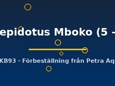 microlepidotus Mboko (5 - 6 cm)