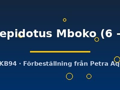 microlepidotus Mboko (6 - 8 cm)