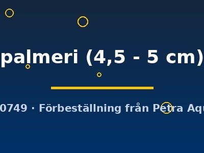 palmeri (4,5 - 5 cm)