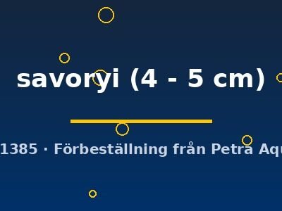 savoryi (4 - 5 cm)