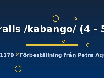 ventralis /kabango/ (4 - 5 cm)
