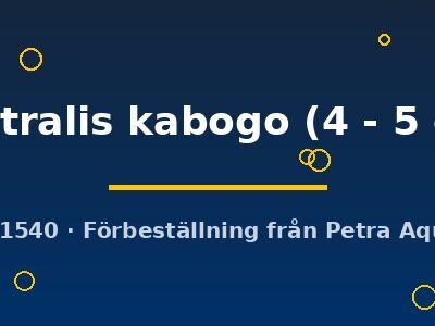 ventralis kabogo (4 - 5 cm)