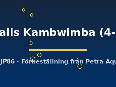 ventralis Kambwimba (4-5 cm)