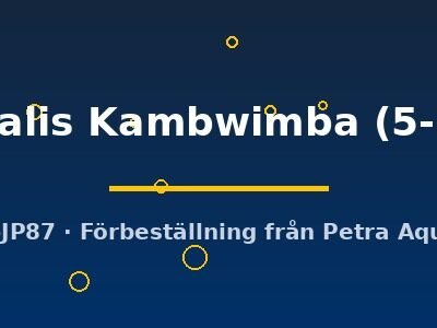 ventralis Kambwimba (5-7 cm)