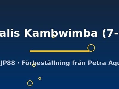 ventralis Kambwimba (7-9 cm)