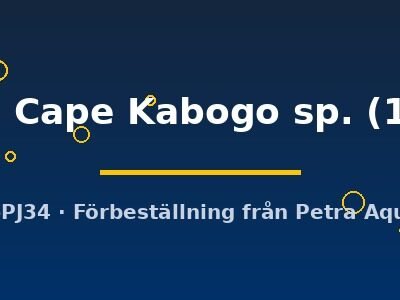 Kazumbe Cape Kabogo sp. (10-15 cm)