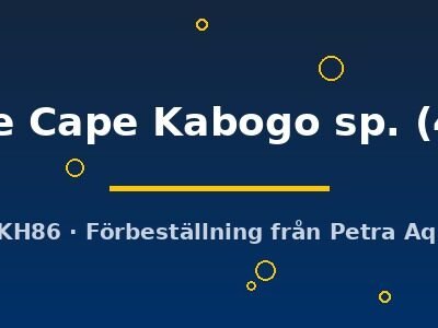 Kazumbe Cape Kabogo sp. (4 - 5 cm)