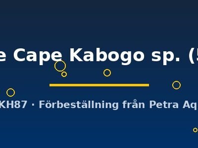 Kazumbe Cape Kabogo sp. (5 - 6 cm)