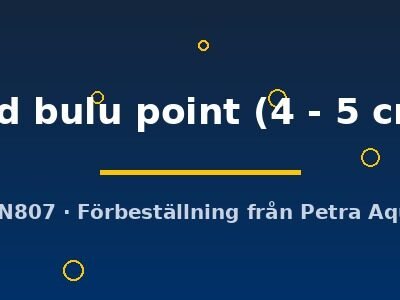 Petrochromis red bulu point 4–5 cm