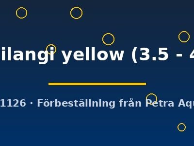 moorii ilangi yellow (3.5 - 4.5 cm)