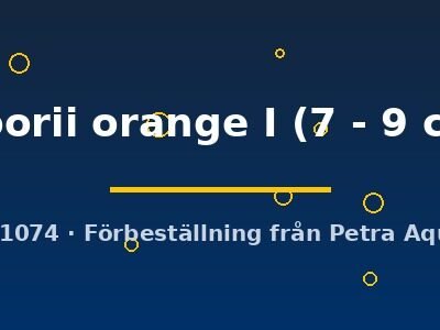 moorii orange I (7 - 9 cm)