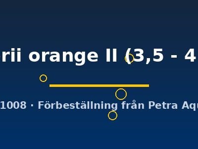 moorii orange II (3,5 - 4 cm)