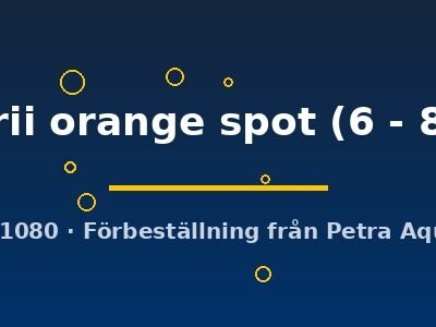 moorii orange spot (6 - 8 cm)