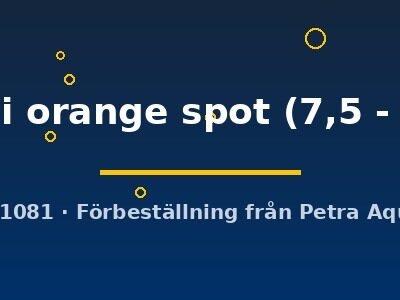 moorii orange spot (7,5 - 9 cm)