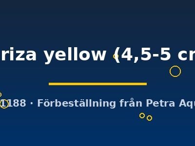 Kiriza yellow (4,5-5 cm)