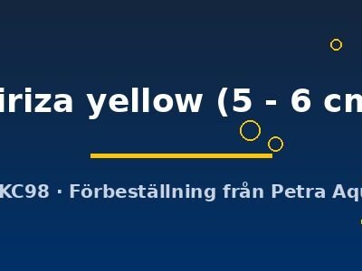 Kiriza yellow (5 - 6 cm)