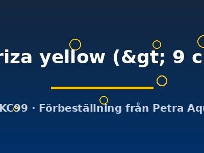 Kiriza yellow (> 9 cm)