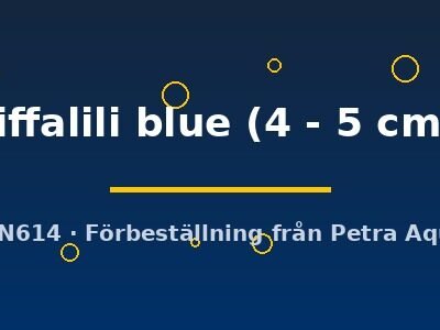 liffalili blue (4 - 5 cm)