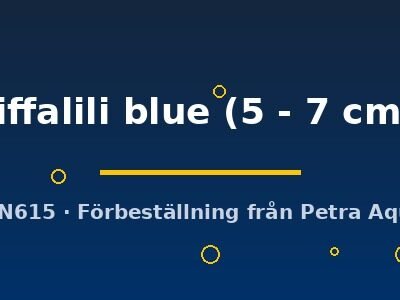 liffalili blue (5 - 7 cm)