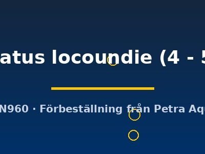 taeniatus locoundie (4 - 5 cm)