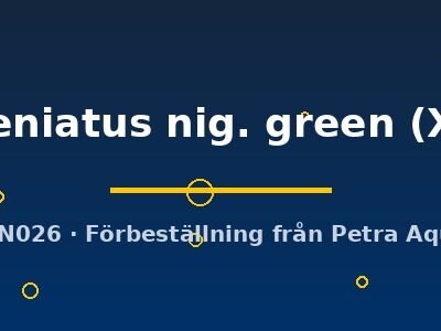 taeniatus nig. green (XL)
