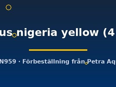 taeniatus nigeria yellow (4 - 5 cm)