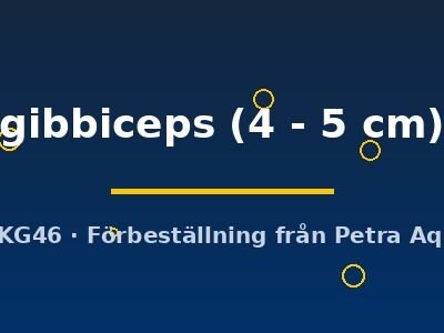gibbiceps (4 - 5 cm)