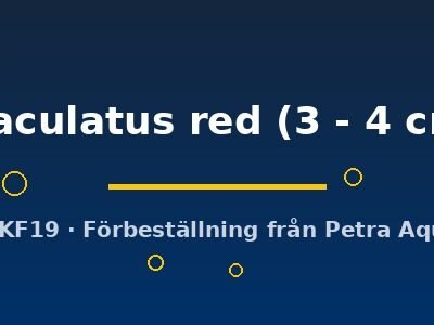 maculatus red (3 - 4 cm)