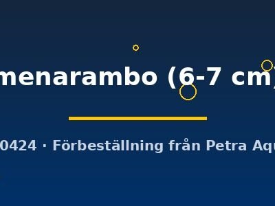Paretroplus menarambo 6–7 cm