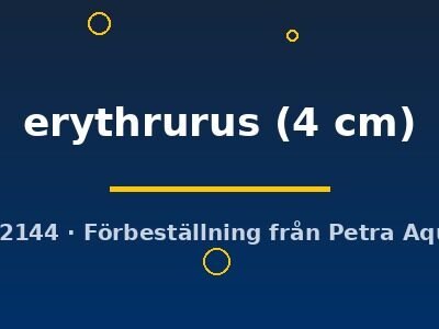 Aphyocharax erythrurus 4 cm