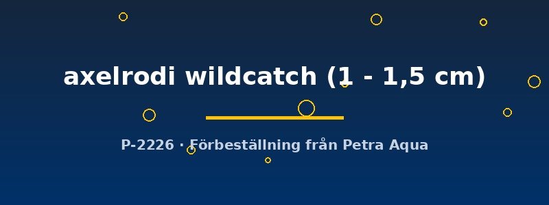 petra-ph2-177027 Cheirodon axelrodi wildcatch 1–1,5 cm