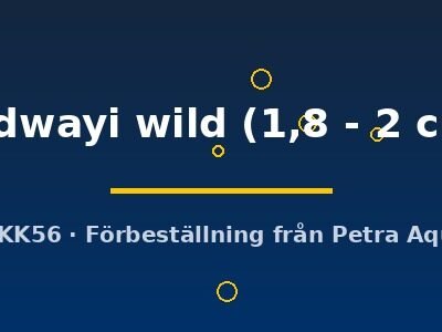 rodwayi wild (1,8 - 2 cm)