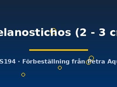 melanostichos (2 - 3 cm)