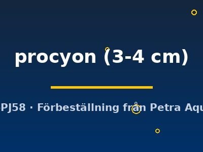 procyon (3-4 cm)