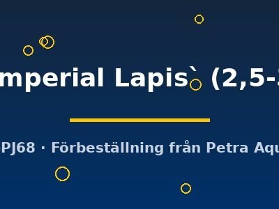 sp. `Imperial Lapis` (2,5-3 cm)