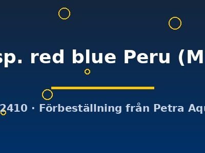 Hyphessobrycon sp. red blue Peru M