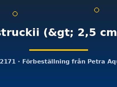 struckii (> 2,5 cm)