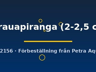 parauapiranga (2-2,5 cm)
