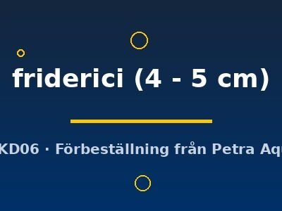 friderici (4 - 5 cm)